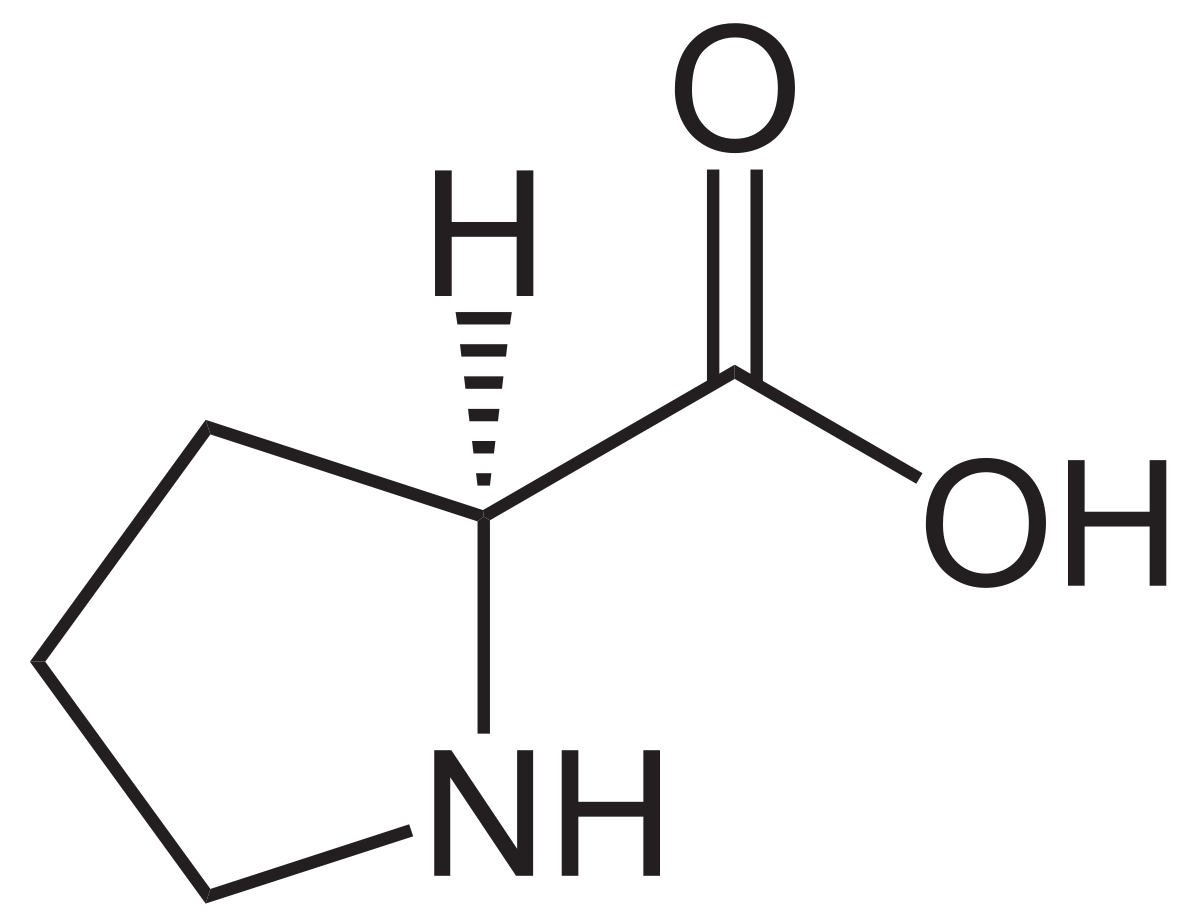 Aminosäure Prolin