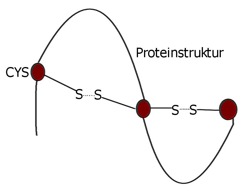 Cystein Proteinstruktur